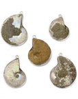 CIONDOLO DI AMMONITE - Fossile Energetico | Scopri su Clorophilla Shop