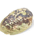 Bruciaincenso Conchiglia Naturale Paua Abalone - Portaincenso salvia e smudge | Scopri su Clorophilla Shop