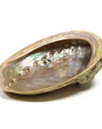 BRUCIAINCENSO CONCHIGLIA ABALONE HALIOTIS - Incenso, Salvia Bianca e Smudge | Scopri su Clorophilla Shop