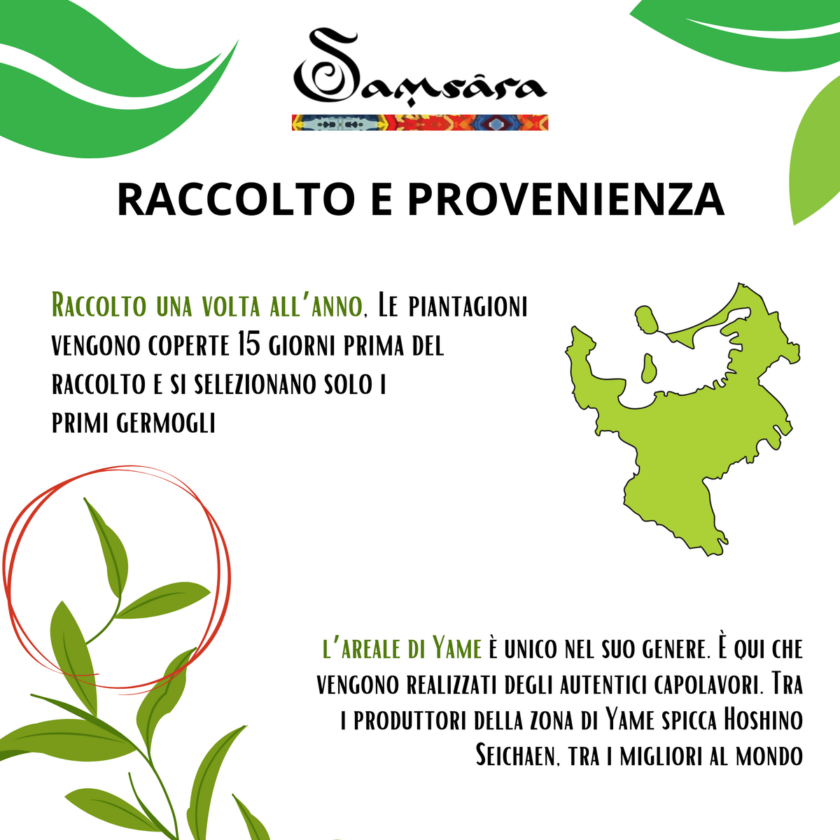 SAMSARA - Kit pronto all'uso Matcha Cerimoniale Grado IMPERIALE Premium | Scopri su Clorophilla Shop