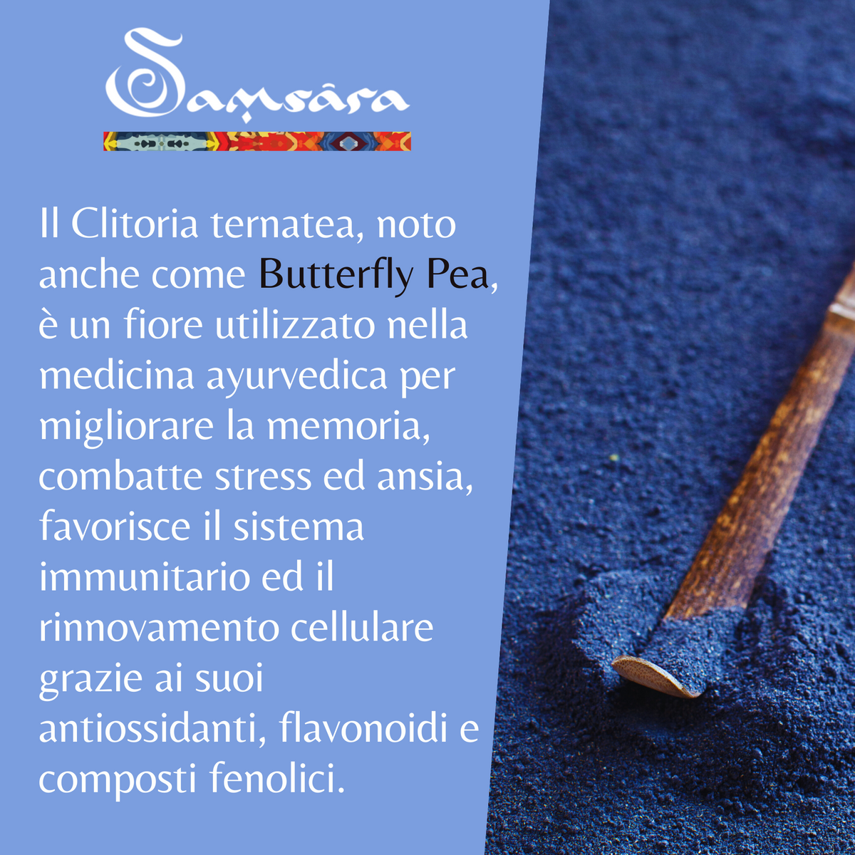 SAMSARA Tè Matcha BLU - SAPORE NATURALE| Fiori di Piselli blu Farfalla 100% Bio | Contro Ansia e Stress, Antiossidante Naturale, Made in Thailandia | Scopri su Clorophilla Shop