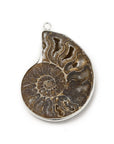 CIONDOLO DI AMMONITE - Fossile Energetico | Scopri su Clorophilla Shop