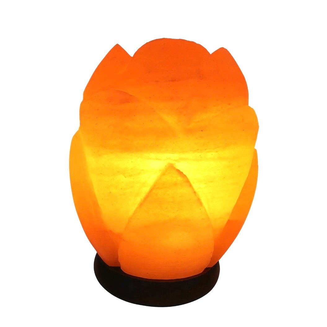 LAMPADA DI SALE TULIPANO - 2/3kg - Clorophilla Shop