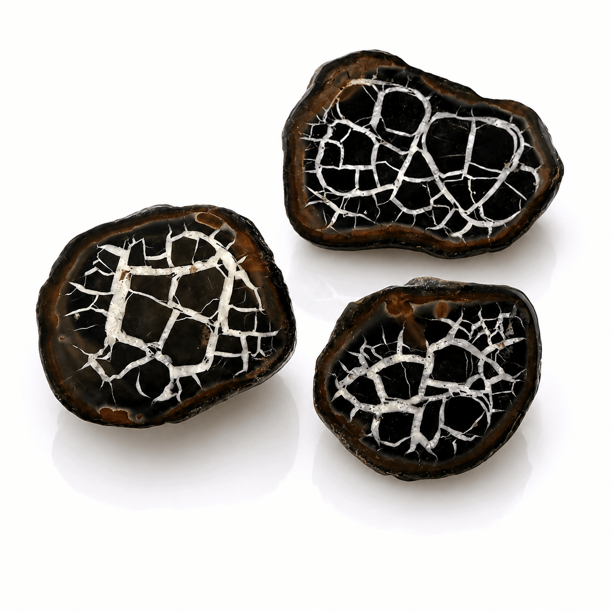 Septaria Semi Lucidata – Uovo di Drago | Radicamento e Forza Interiore - Clorophilla Shop