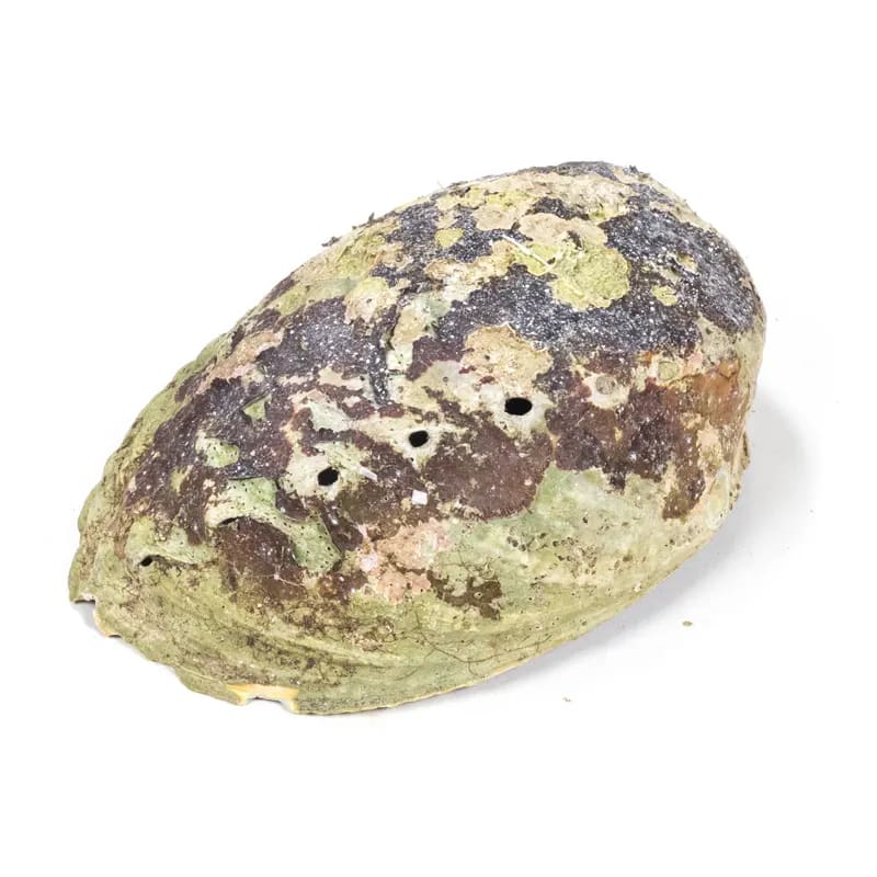Bruciaincenso Conchiglia Naturale Paua Abalone - Portaincenso salvia e smudge | Scopri su Clorophilla Shop