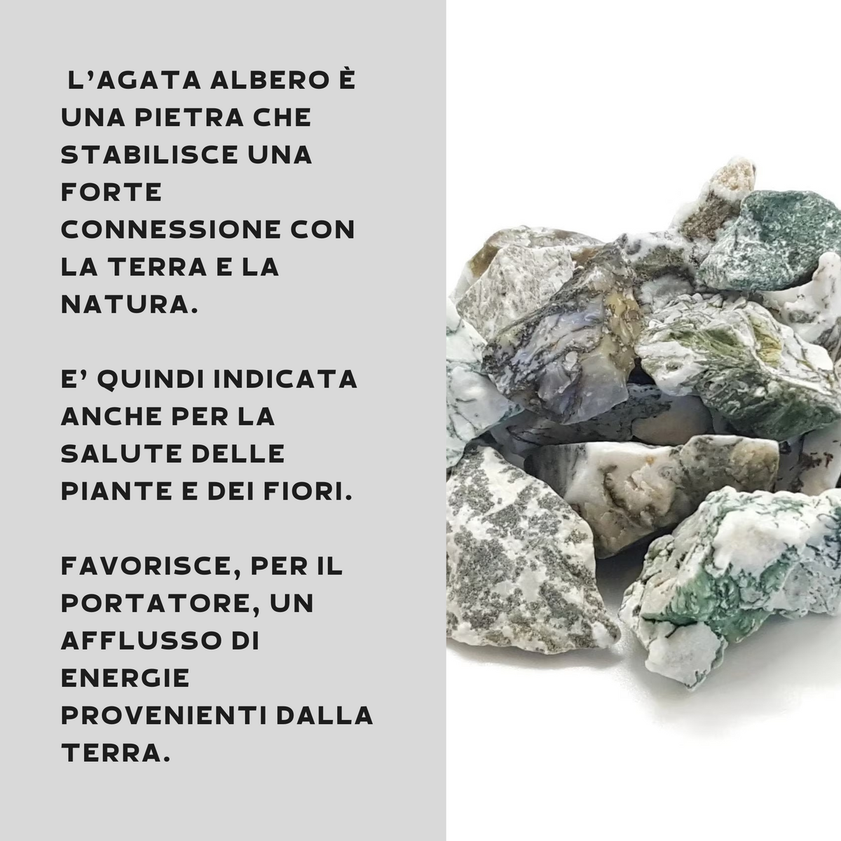 AGATA ALBERO GREZZA - Connessione con la terra e la natura | Scopri su Clorophilla Shop