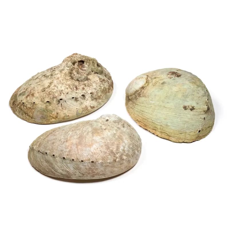 BRUCIAINCENSO CONCHIGLIA ABALONE HALIOTIS - Incenso, Salvia Bianca e Smudge | Scopri su Clorophilla Shop