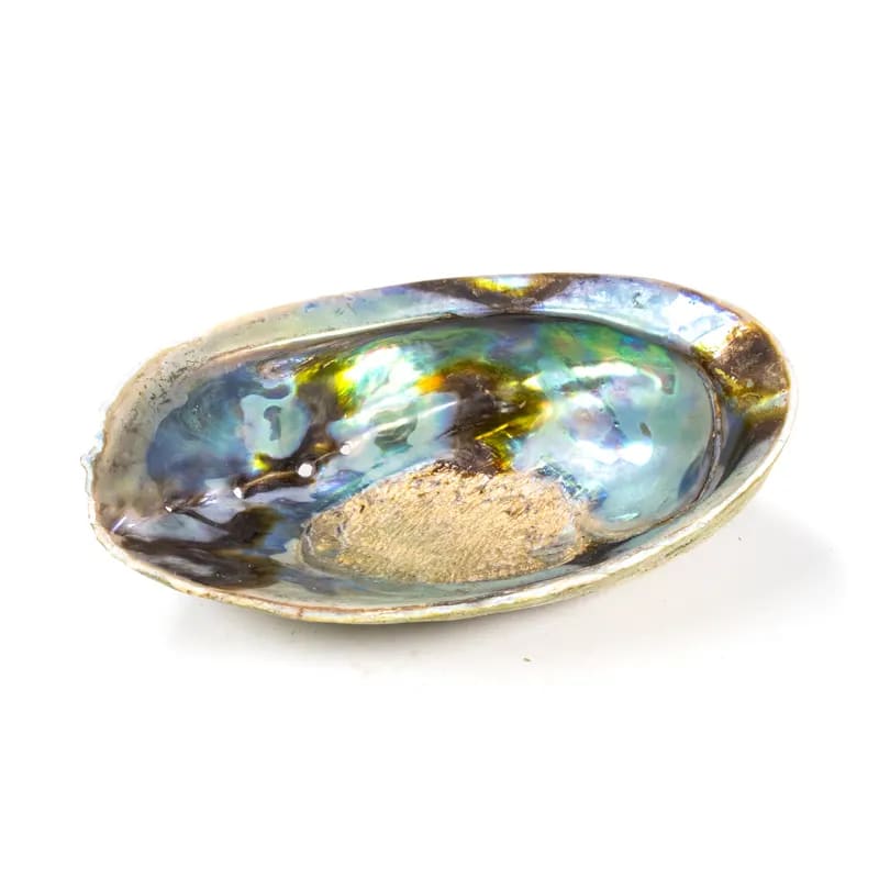 Bruciaincenso Conchiglia Naturale Paua Abalone - Portaincenso salvia e smudge | Scopri su Clorophilla Shop