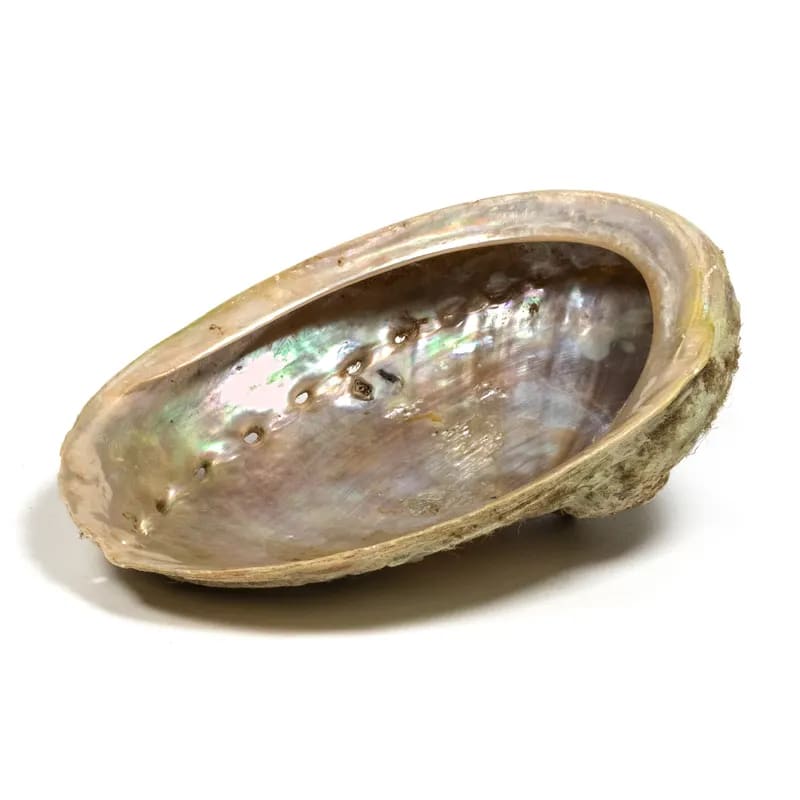 BRUCIAINCENSO CONCHIGLIA ABALONE HALIOTIS - Incenso, Salvia Bianca e Smudge | Scopri su Clorophilla Shop