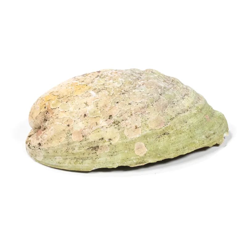 Bruciaincenso Conchiglia Naturale Paua Abalone - Portaincenso salvia e smudge | Scopri su Clorophilla Shop