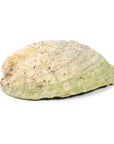 Bruciaincenso Conchiglia Naturale Paua Abalone - Portaincenso salvia e smudge | Scopri su Clorophilla Shop