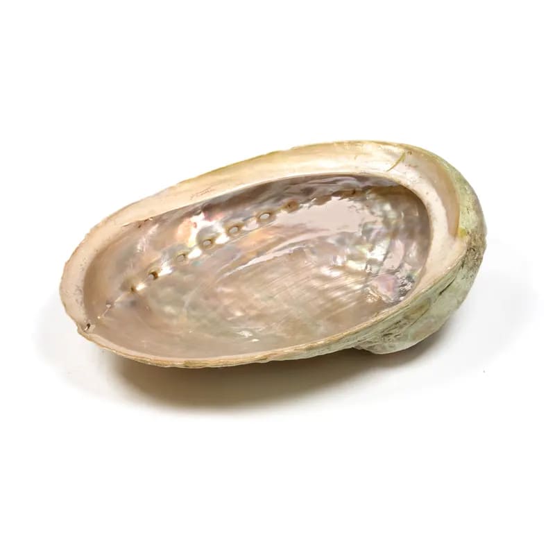 BRUCIAINCENSO CONCHIGLIA ABALONE HALIOTIS - Incenso, Salvia Bianca e Smudge | Scopri su Clorophilla Shop