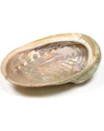 BRUCIAINCENSO CONCHIGLIA ABALONE HALIOTIS - Incenso, Salvia Bianca e Smudge | Scopri su Clorophilla Shop